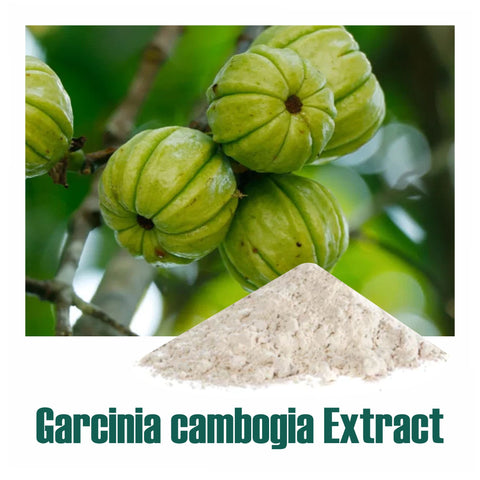 Garcinia (Garcinia cambogia) dry Extract - 60% Ca-HCA by HPLC