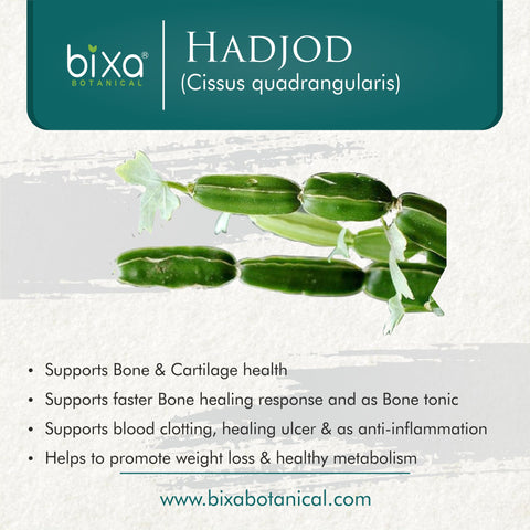 Hadjod Powder Cissus quadrangularis