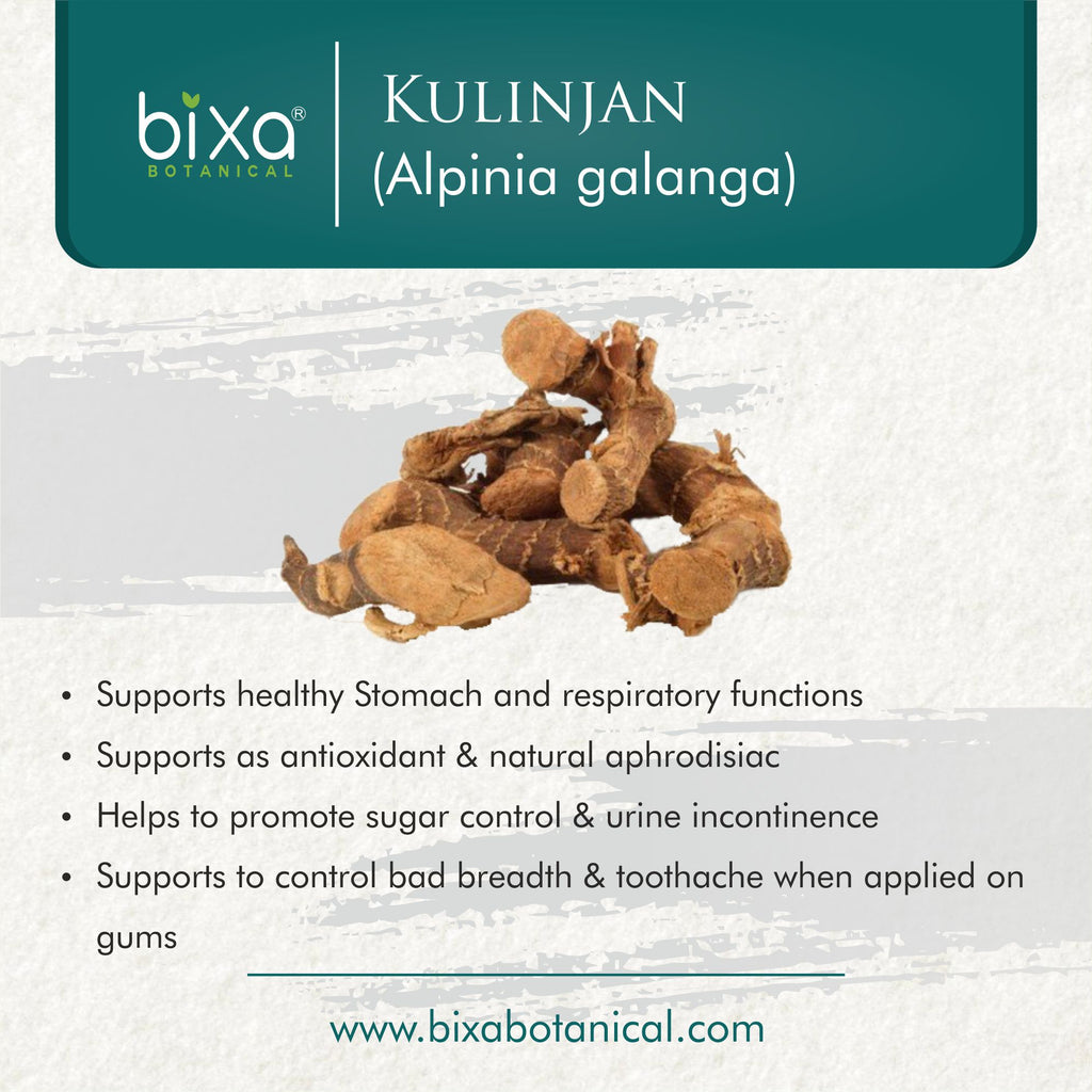 Kulinjan Root Powder Alpinia galanga – Bixa Botanical India