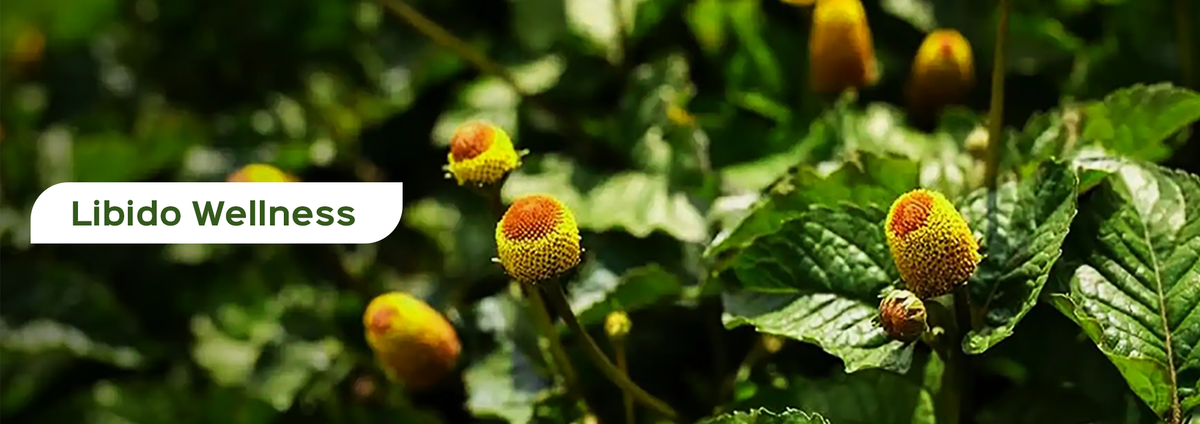 Libido Wellness – Bixa Botanical India