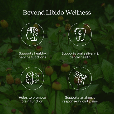 Akarkara Root Powder  ( Anacyclus Pyrethrum, Pellitory )