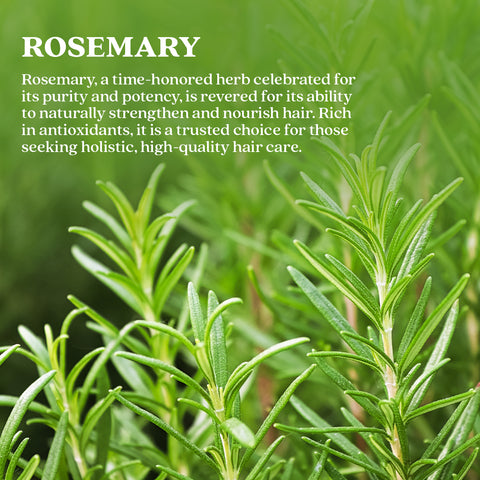 Rosemary Dry Leaves | Top Grade Quality From Egypt | For Cooking Seasoning | Supports Hair Growth