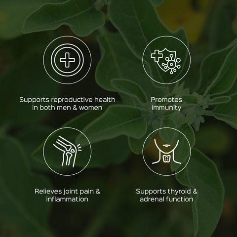 Ashwagandha Root Powder  Withania somnifera