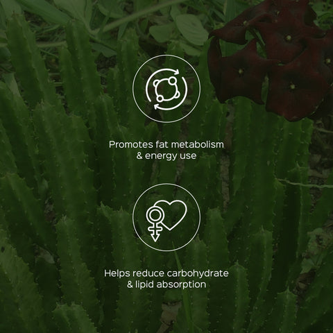 Caralluma Herb Powder  Caralluma fimbriata