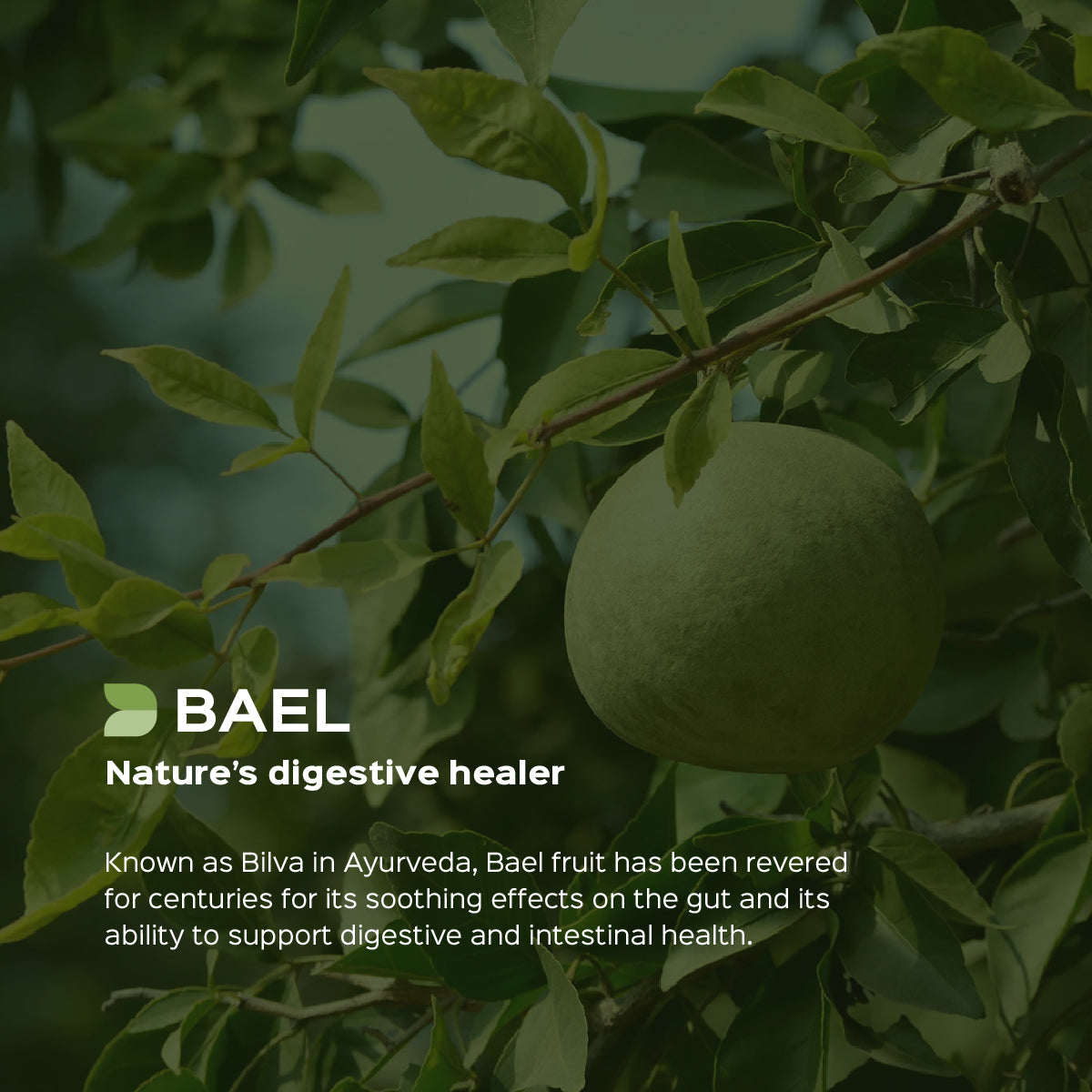 Bael / Bilva Fruit Powder  Aegle Marmelos