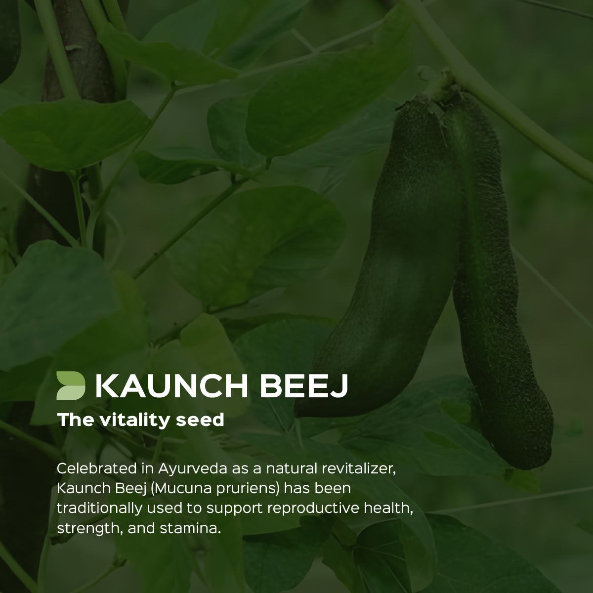 Kaunch beej Powder Mucuna Pruriens