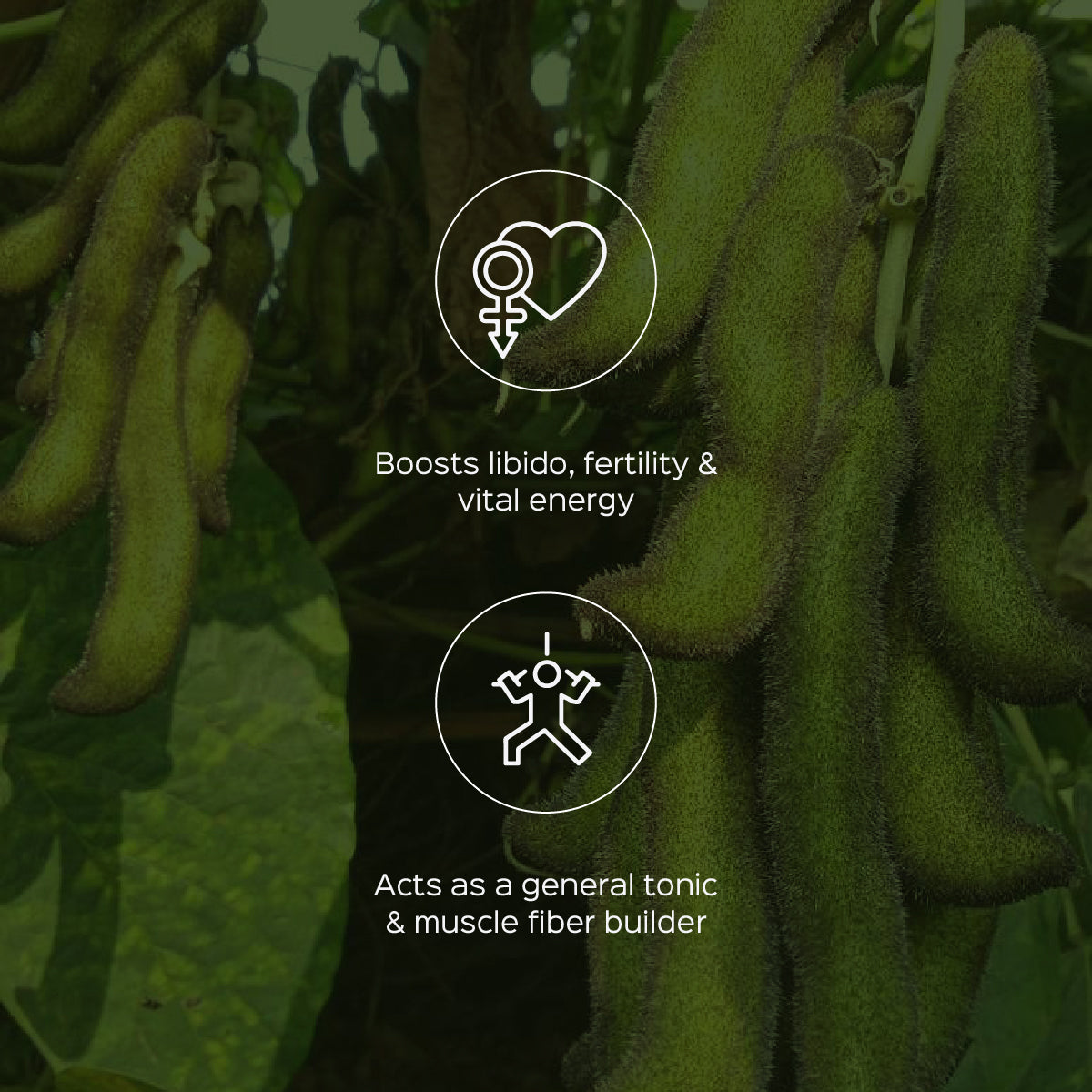 Kaunch beej Powder Mucuna Pruriens