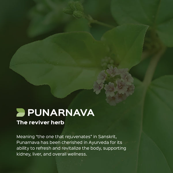 Punarnava Root Powder  Boerhavia Diffusa