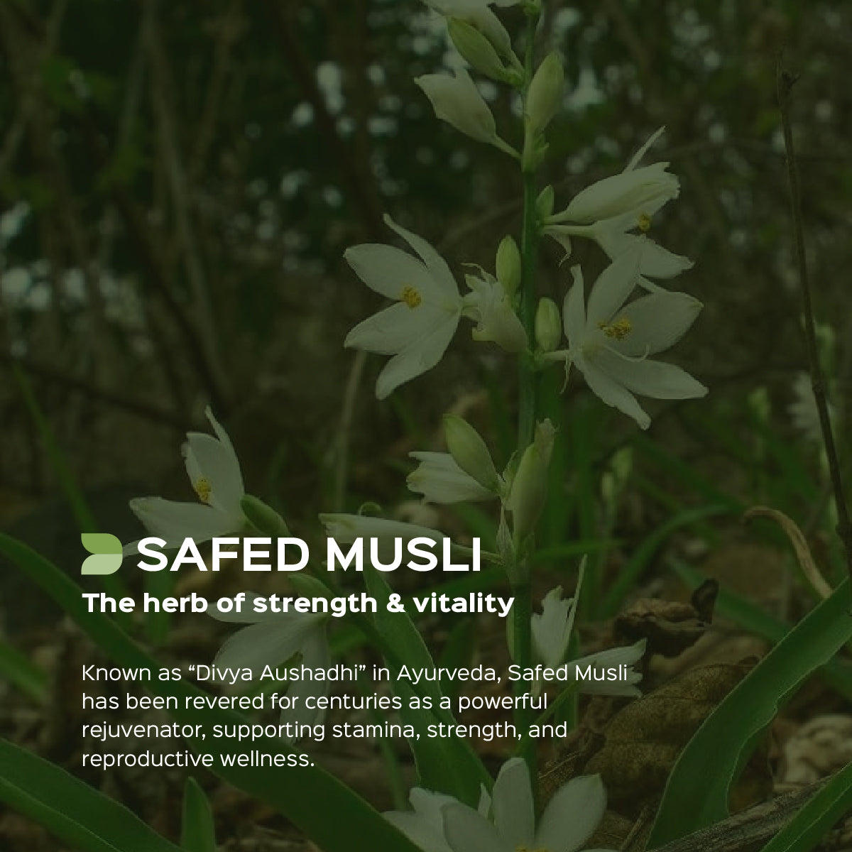 Safed Musli Root Powder Chlorophytum Borivilianum