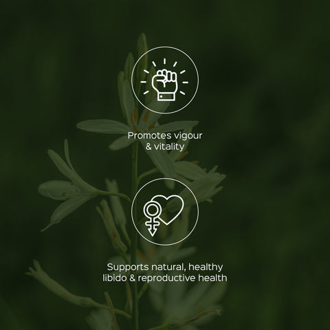 Safed Musli Root Powder Chlorophytum Borivilianum