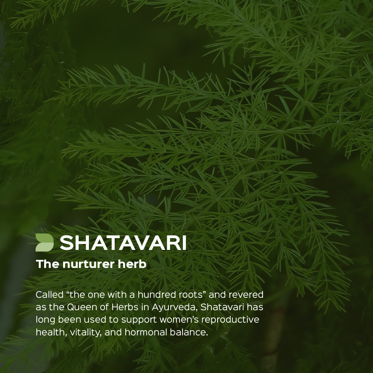 Shatavari Root Powder  Asparagus Racemosus