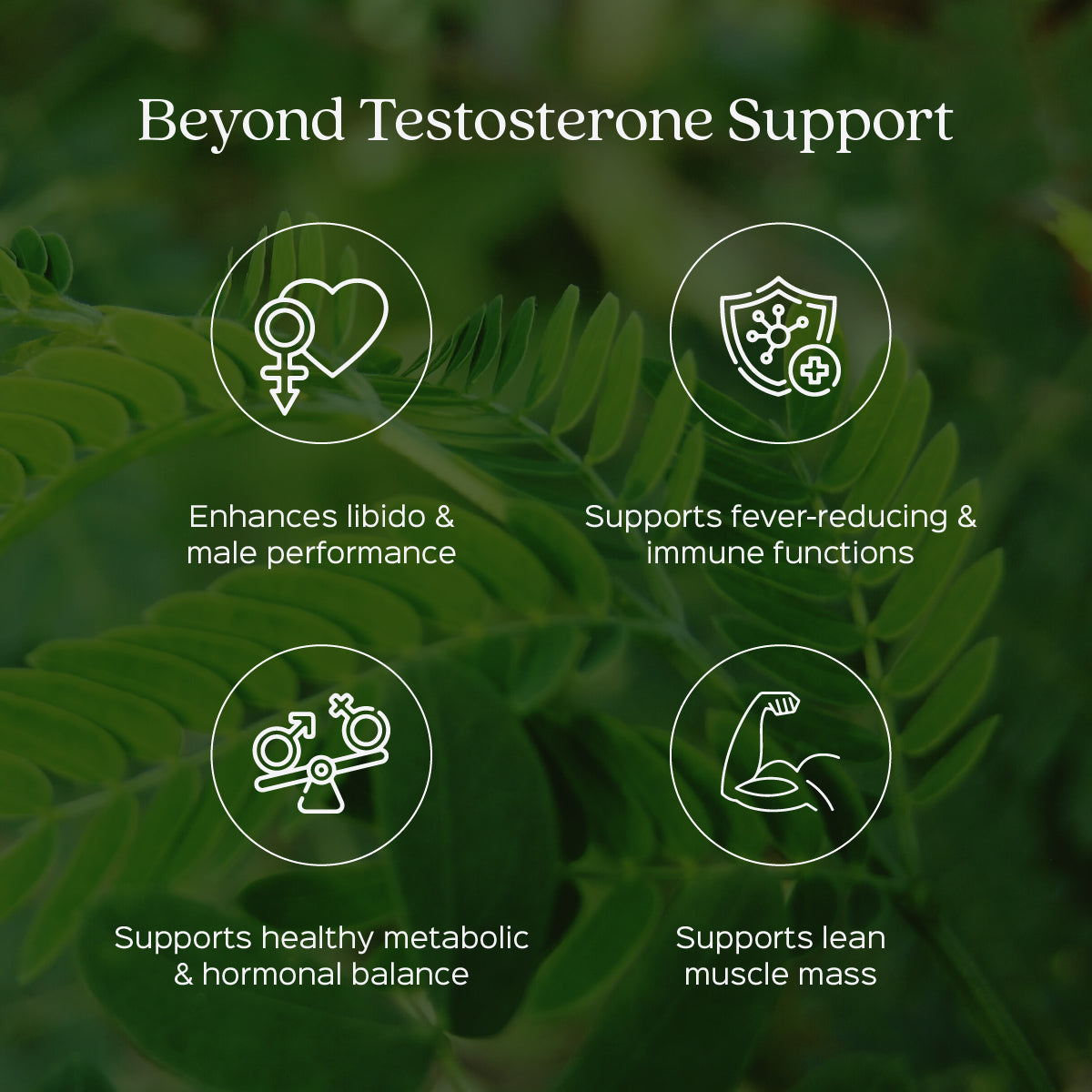 Tongkat ali Root Powder  Eurycoma longifolia