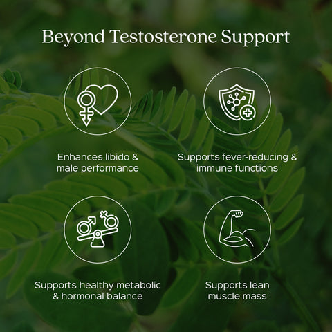 Tongkat ali Root Powder  Eurycoma longifolia