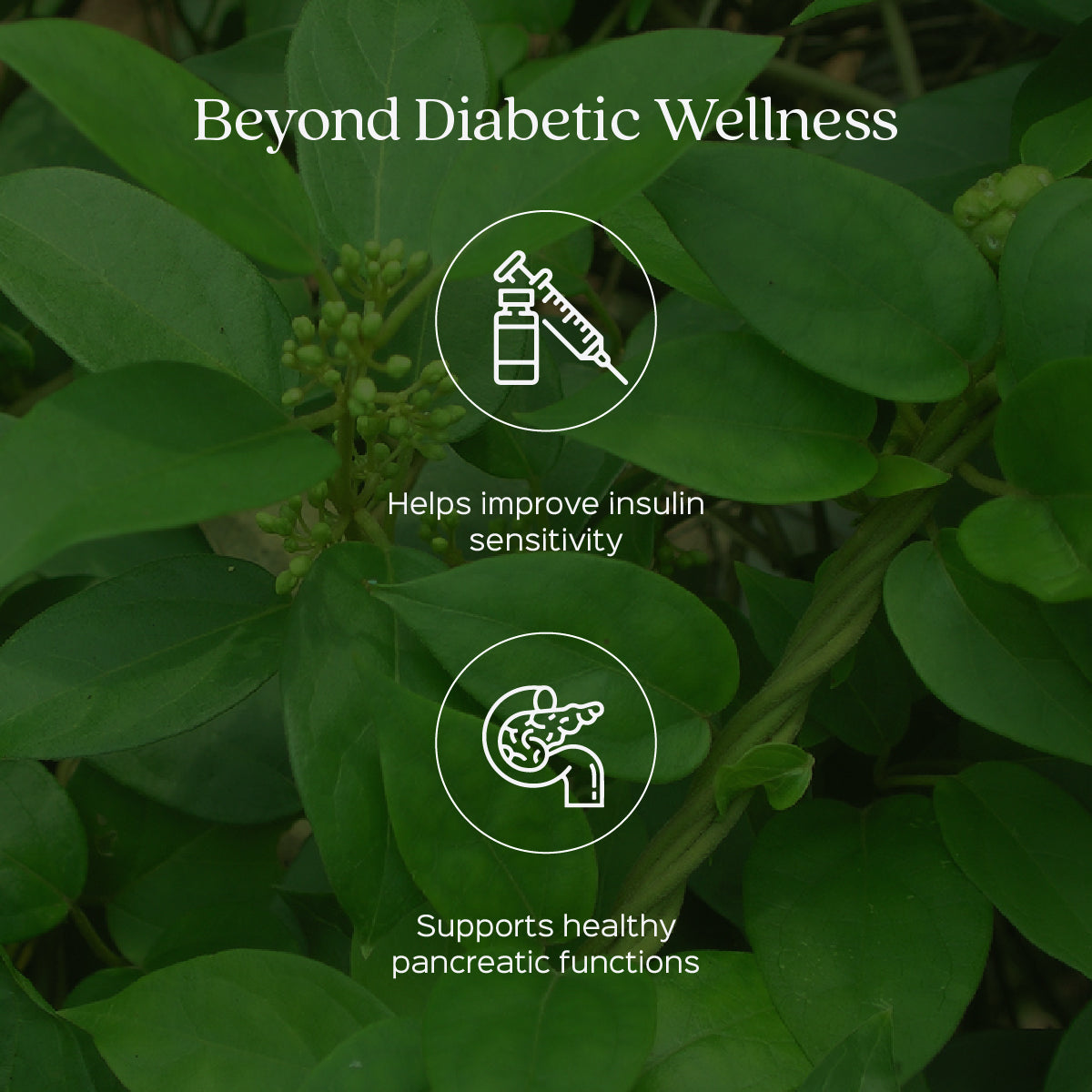 Gurmar/ Gudmar Leaves Powder  Gymnema sylvestre