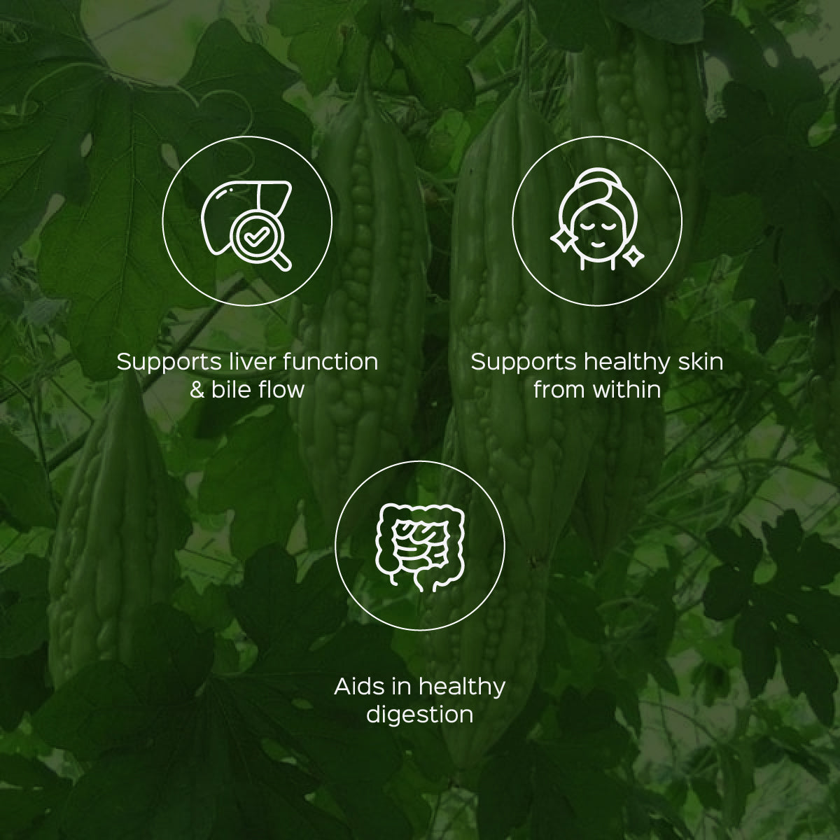 Karela Powder  Momordica charantia