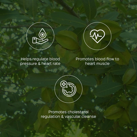 Arjuna Bark Powder  Terminalia Arjuna