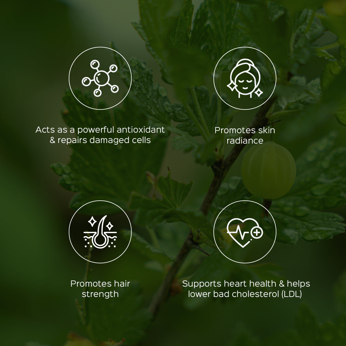 Amla Fruit Powder Emblica Officinalis