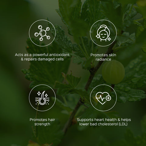 Amla Fruit Powder Emblica Officinalis