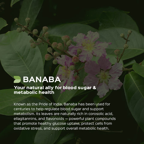 Banaba Leaves Powder Lagerstroemia Speciosa