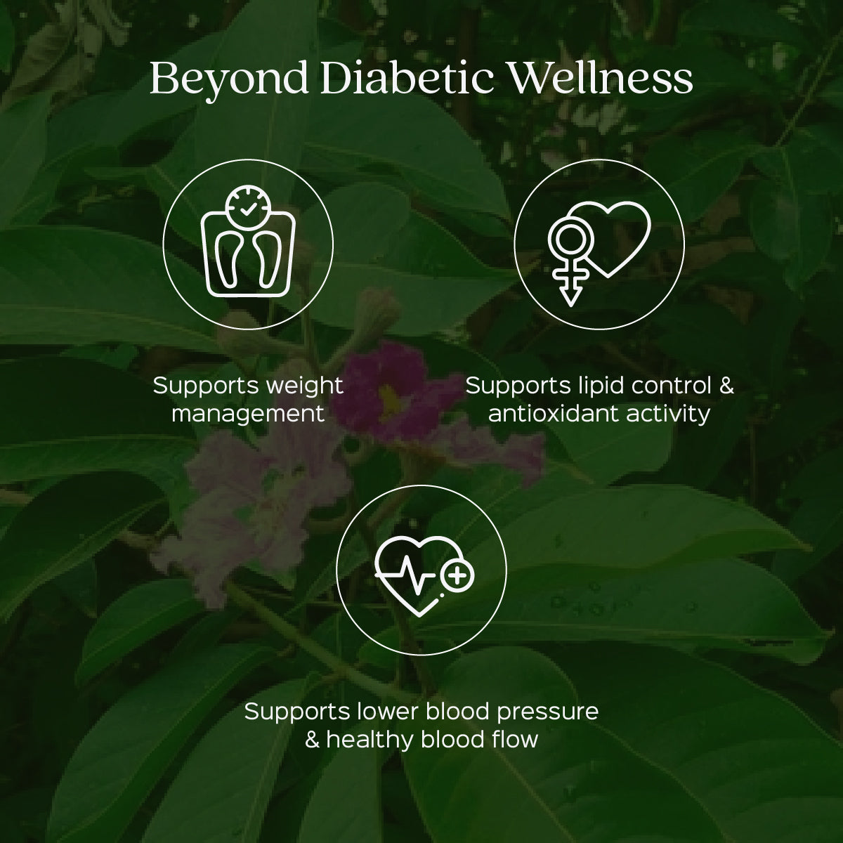 Banaba Leaves Powder Lagerstroemia Speciosa