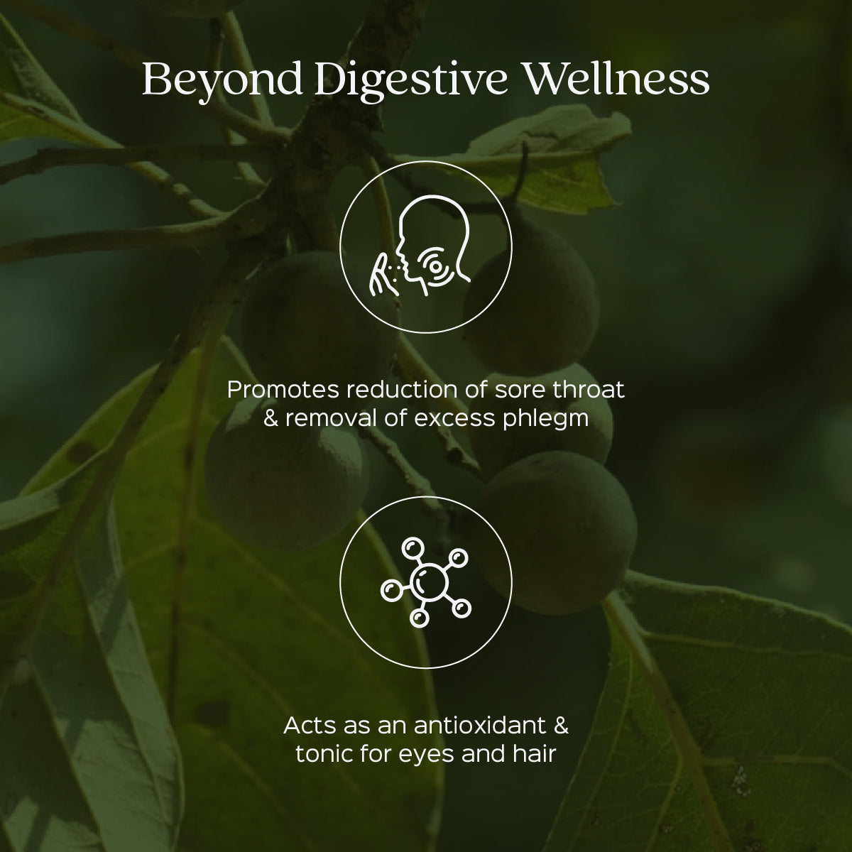 Baheda / Bibhitak Powder Terminalia Belerica