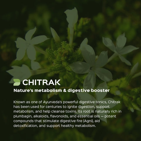 Chitrak Root Powder  Plumbago Zeylanica