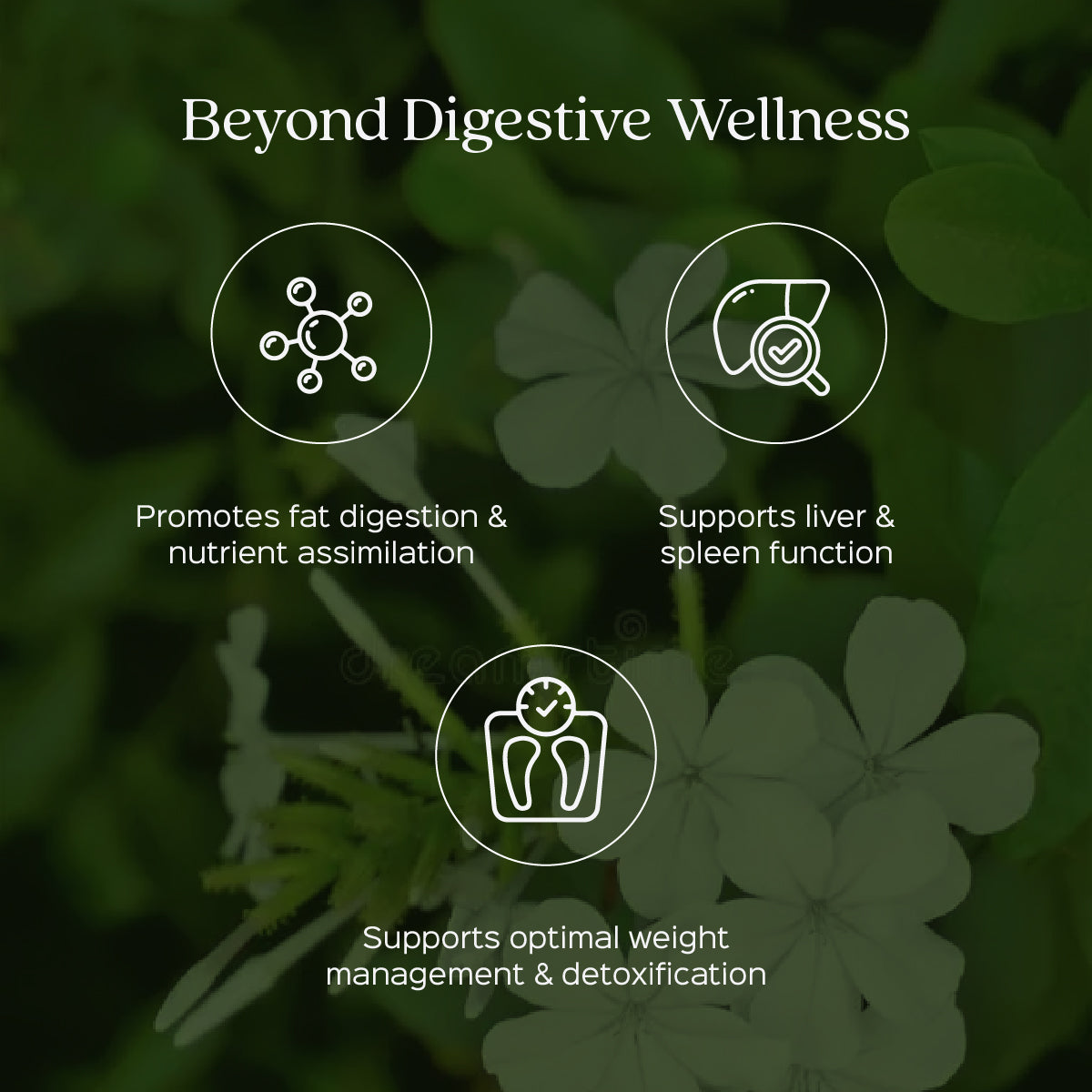 Chitrak Root Powder  Plumbago Zeylanica