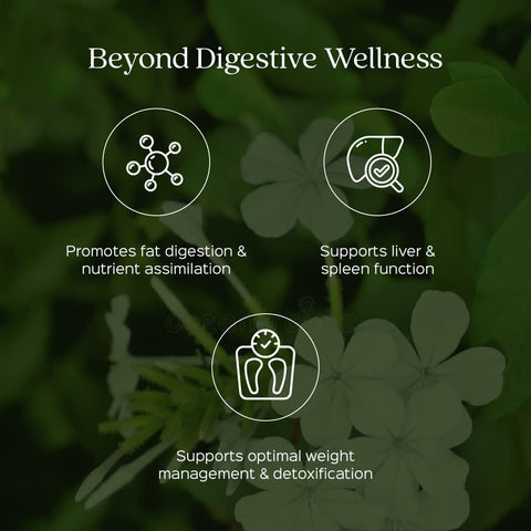 Chitrak Root Powder  Plumbago Zeylanica