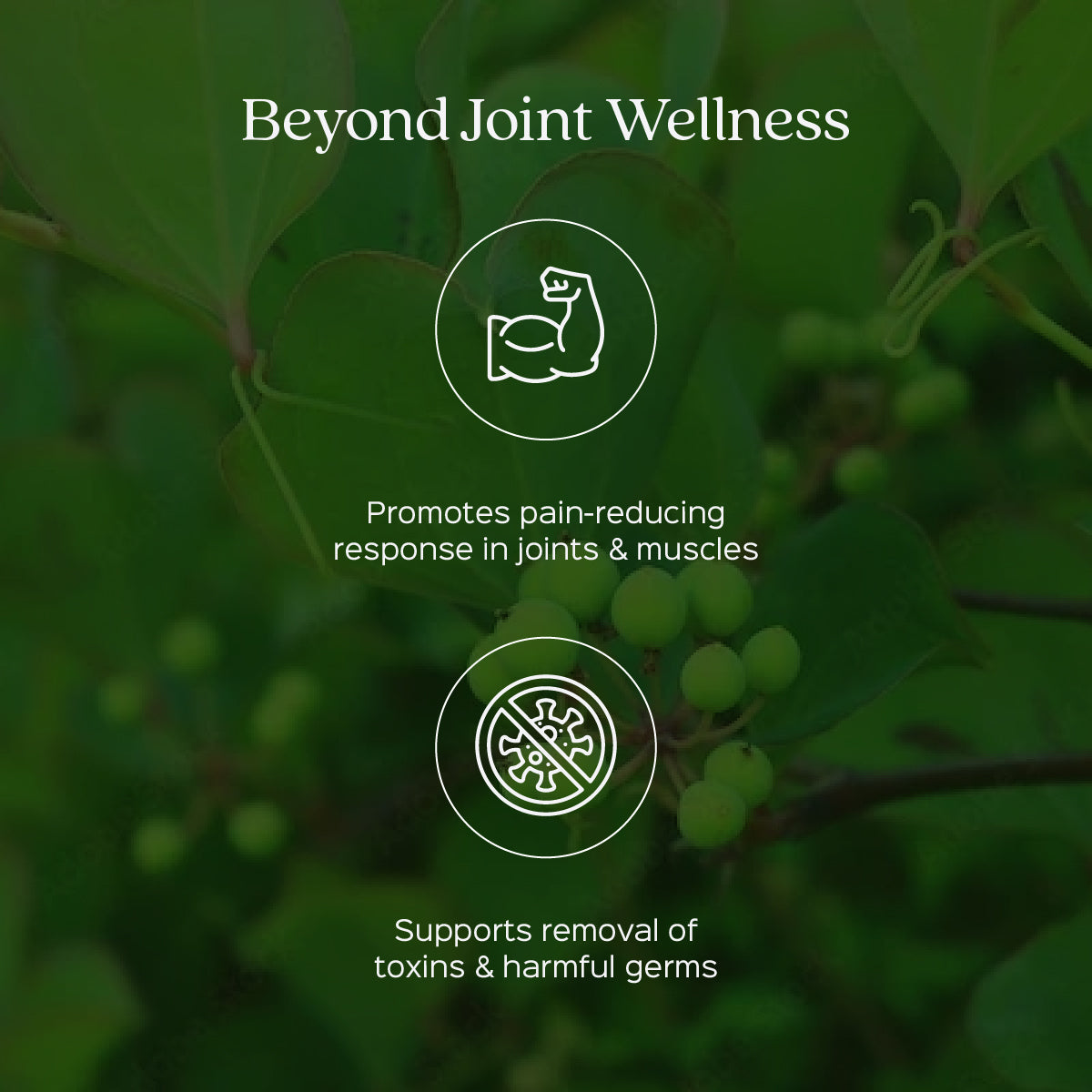 Chopchini Root Powder  Smilax China