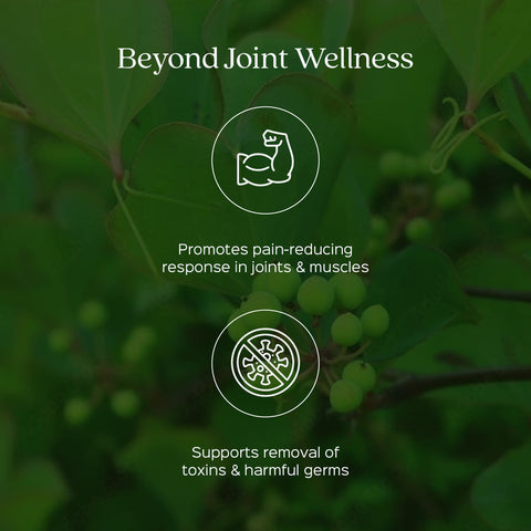 Chopchini Root Powder  Smilax China