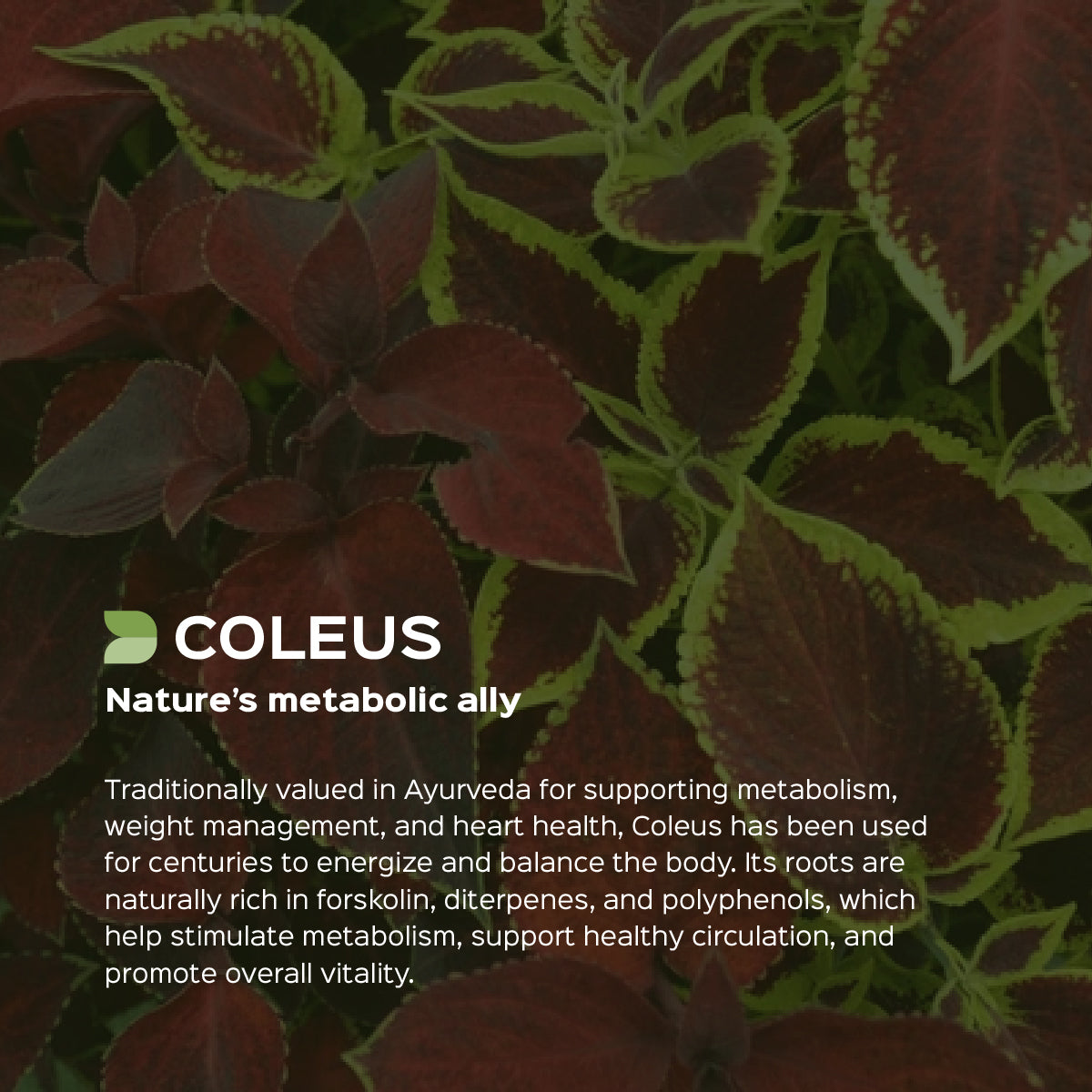 Coleus / Gandira Root Powder Coleus Forskohlii