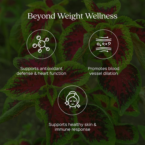 Coleus / Gandira Root Powder Coleus Forskohlii