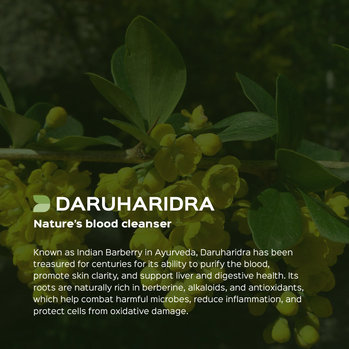 Daruharidra  Root Powder  Berberis Aristata