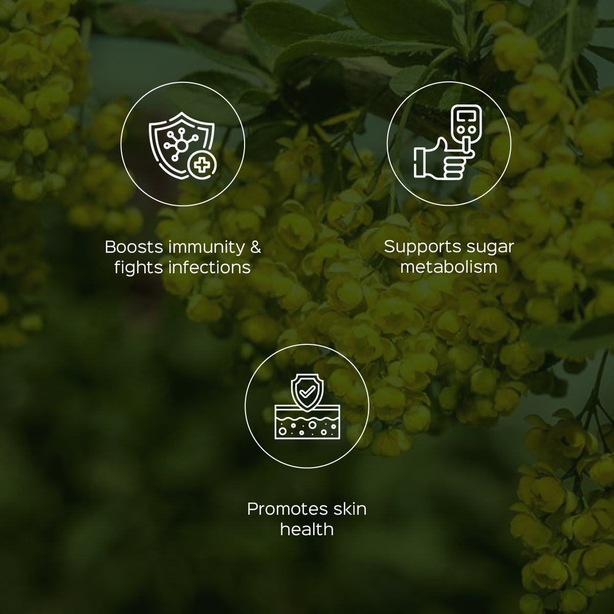 Daruharidra  Root Powder  Berberis Aristata