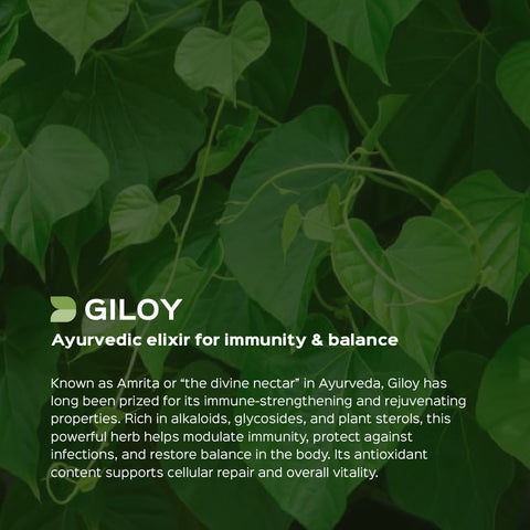 Giloy Powder ( Guduchi )  Tinospora Cordifolia