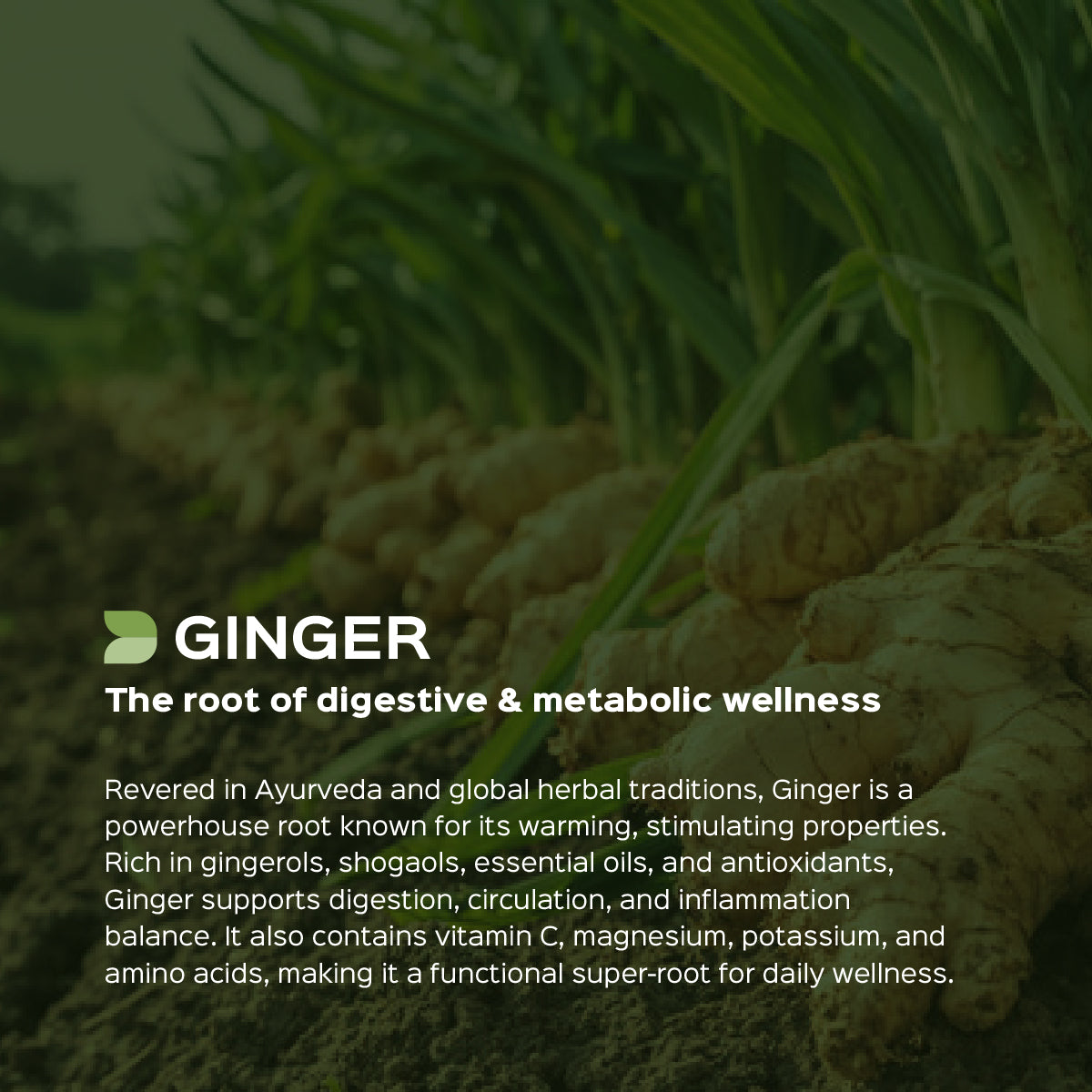 Ginger Powder | Sunth | Zingiber officinale