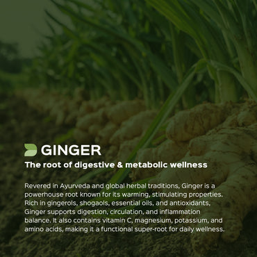 Ginger Powder | Sunth | Zingiber officinale