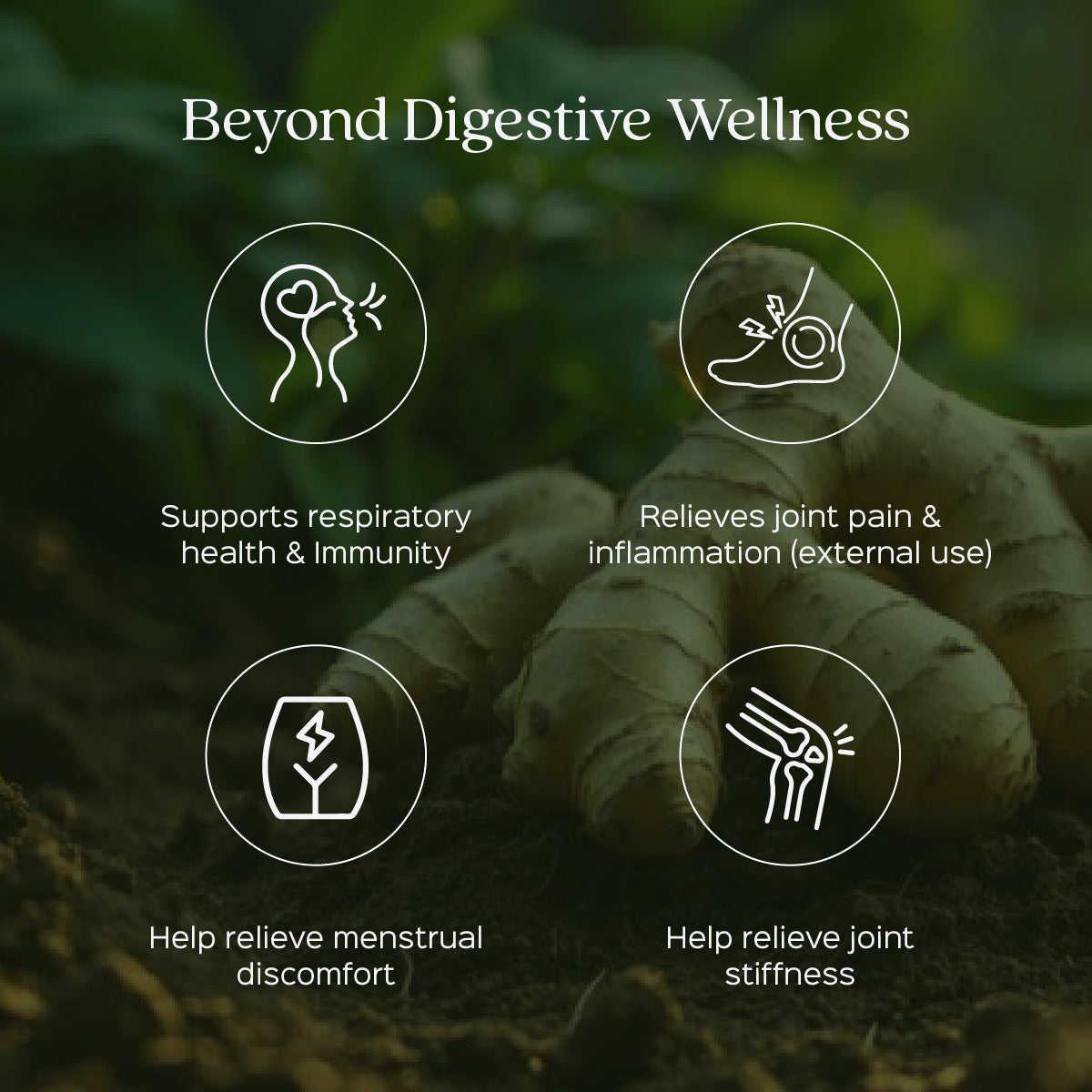 Ginger Powder | Sunth | Zingiber officinale