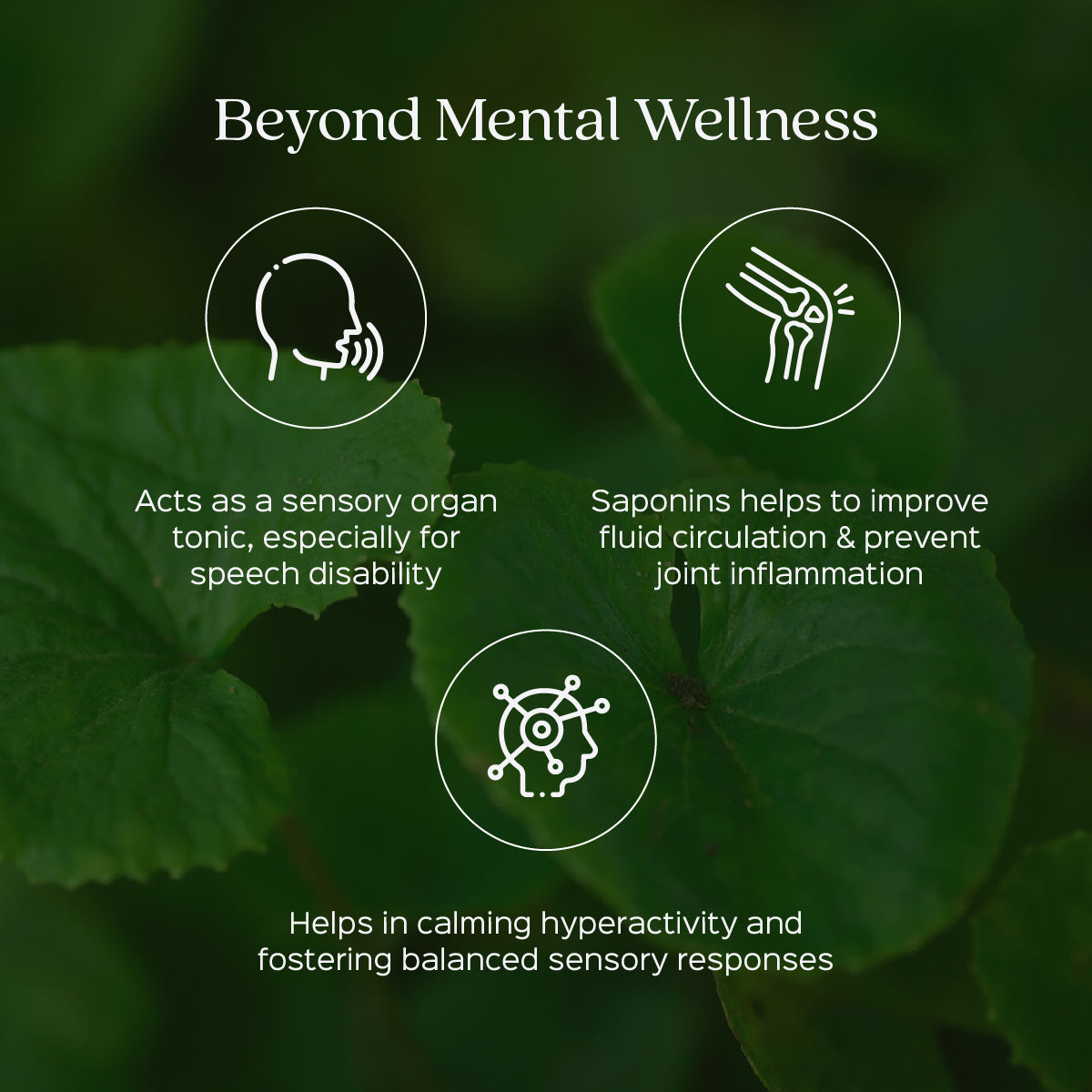 Gotukola Powder /Centella Asiatica/Mandukparni