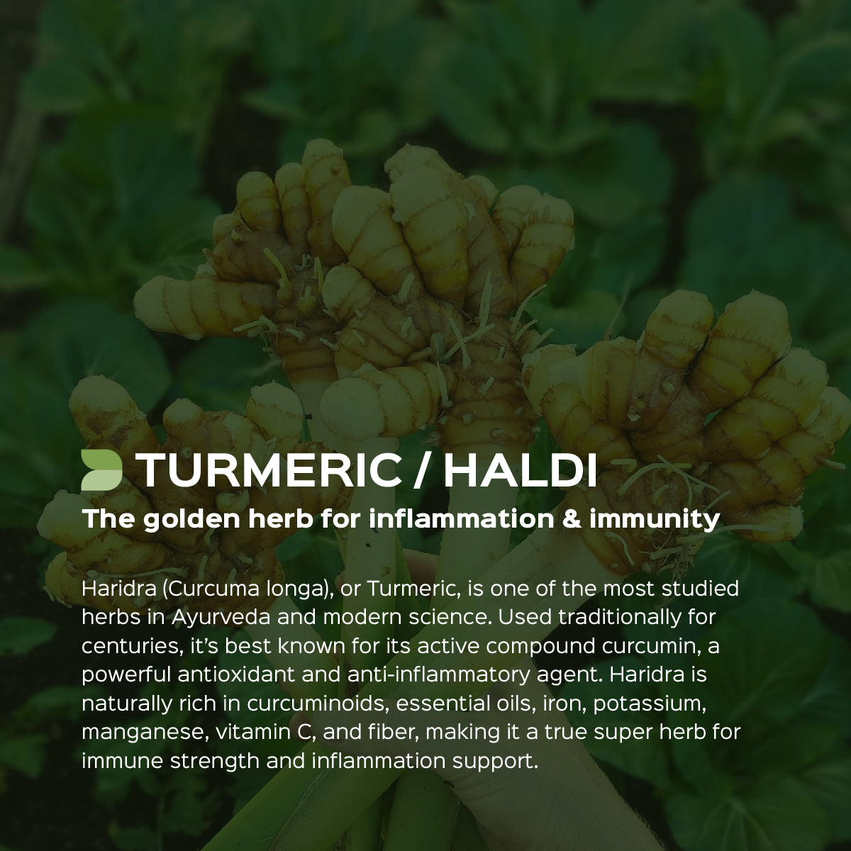 Haldi/ Turmeric Powder Curcuma Longa