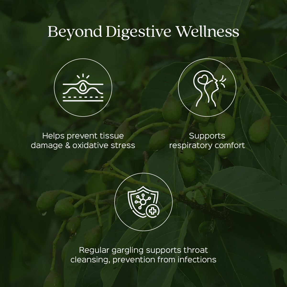 Harde / Haritaki Powder Terminalia Chebula