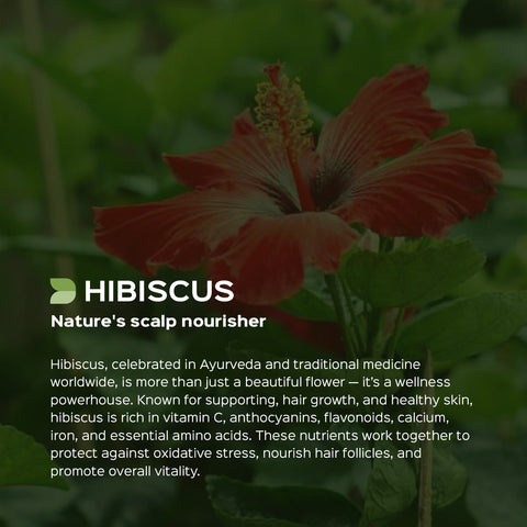 Hibiscus/ Jaswand Flower Powder  Hibiscus Sabdariffa