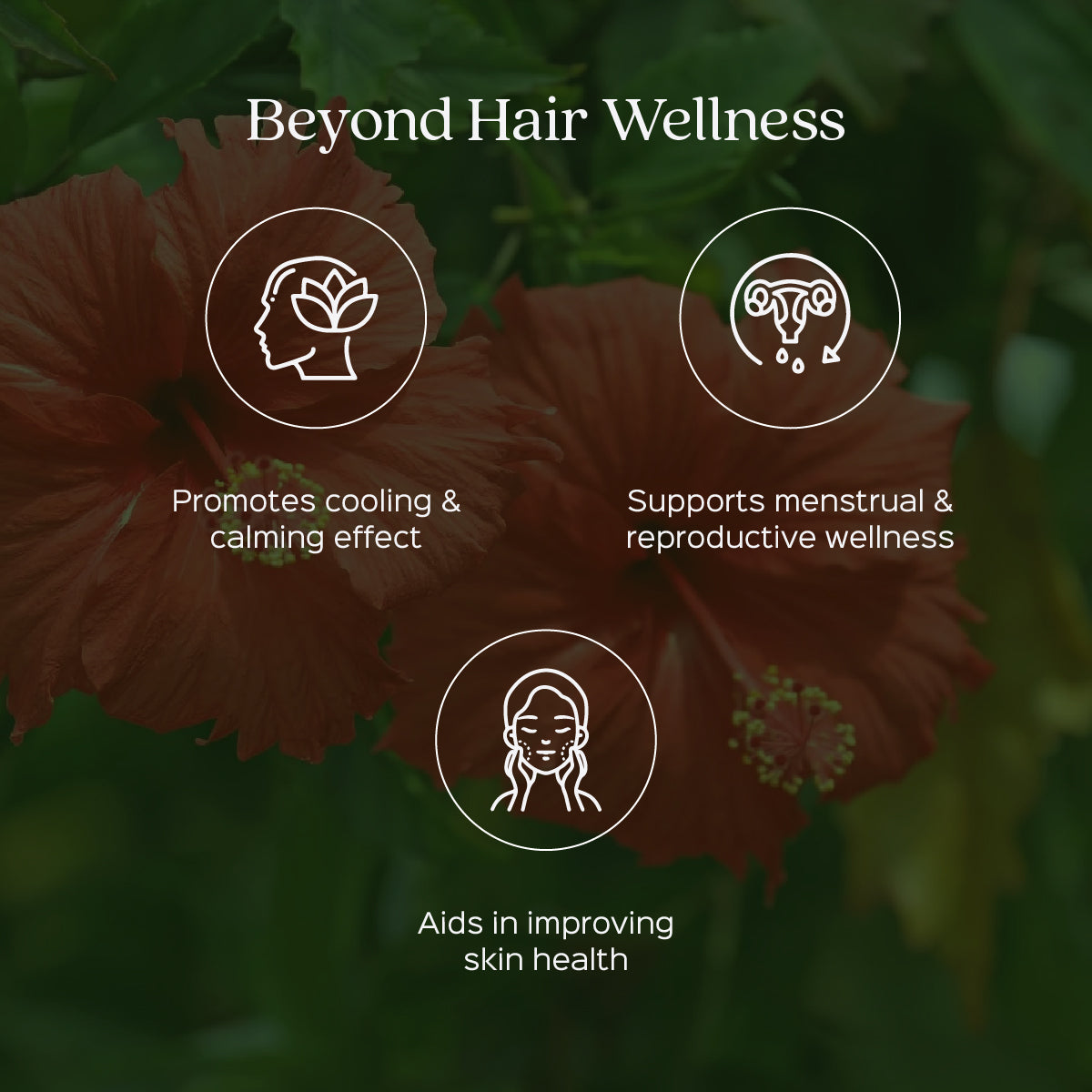 Hibiscus/ Jaswand Flower Powder  Hibiscus Sabdariffa