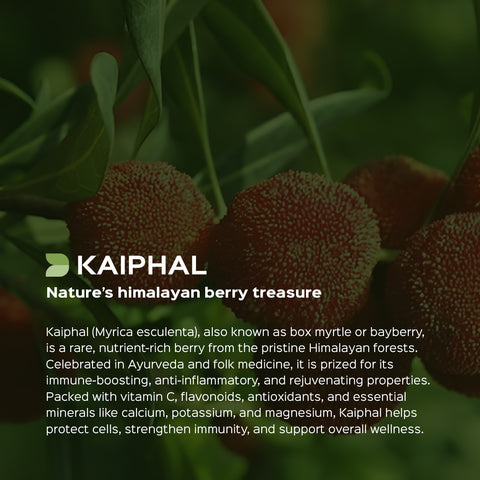 Kaiphal Powder  Myrica Nagi