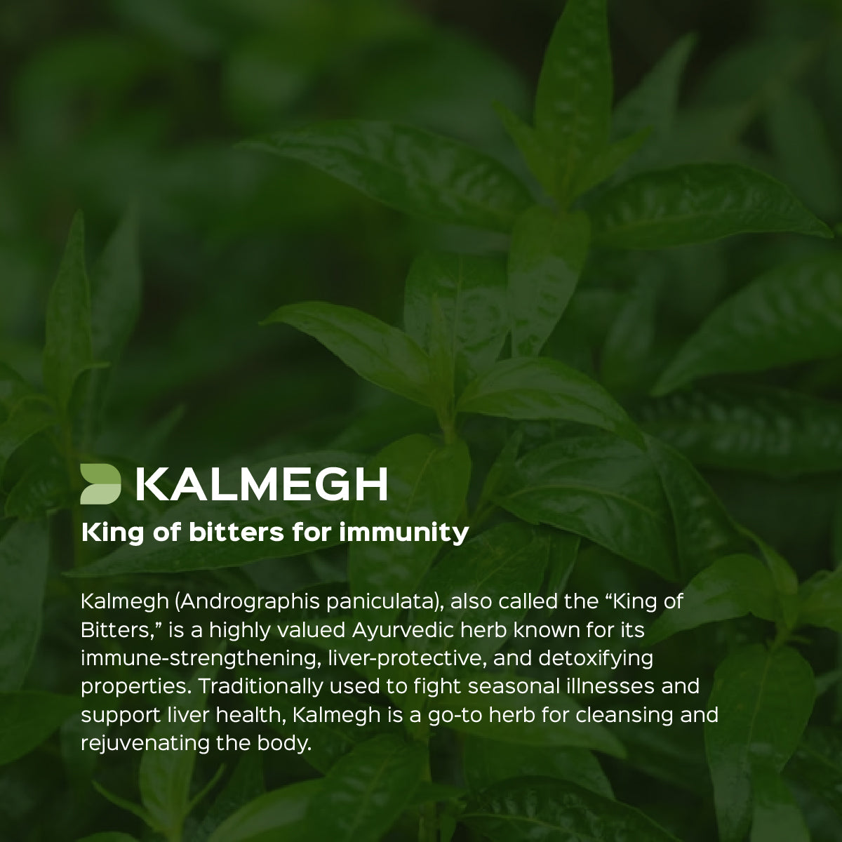 Kalmegh Herb Powder  Andrographis Paniculata