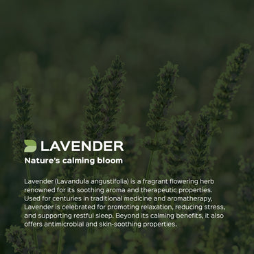 Lavender Flower Powder  Lavandula Augustifolia