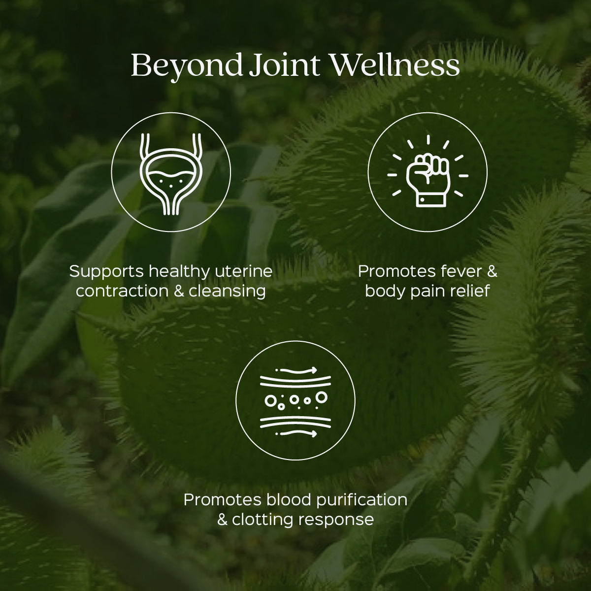 Sagargota Powder | Kalarchikai | Caesalpinia Bonducella