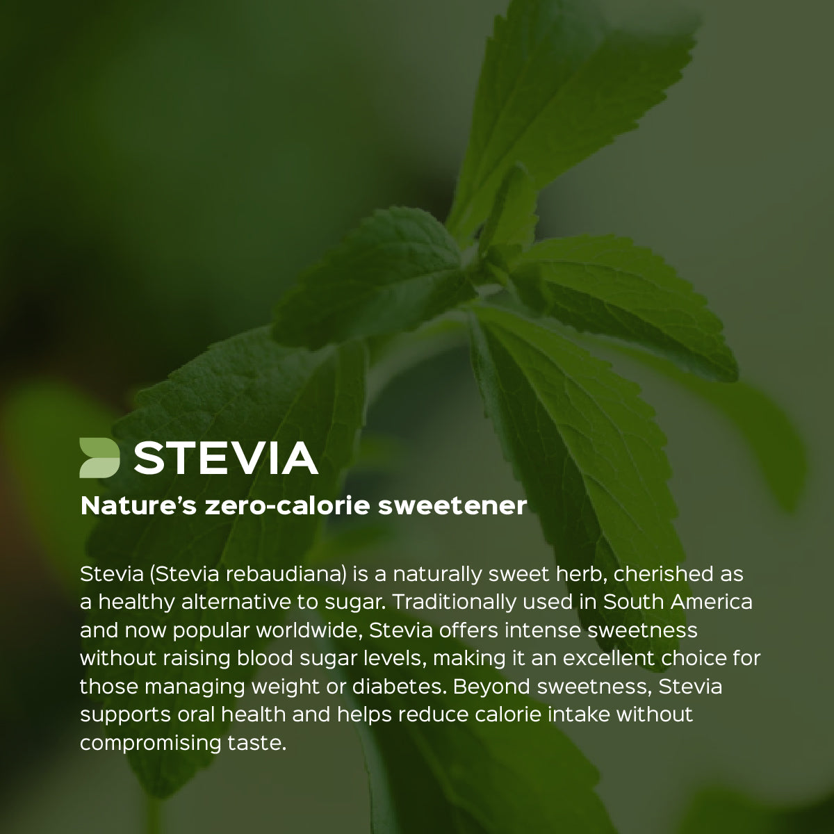 Stevia Leaves Powder  Stevia Rebaudiana