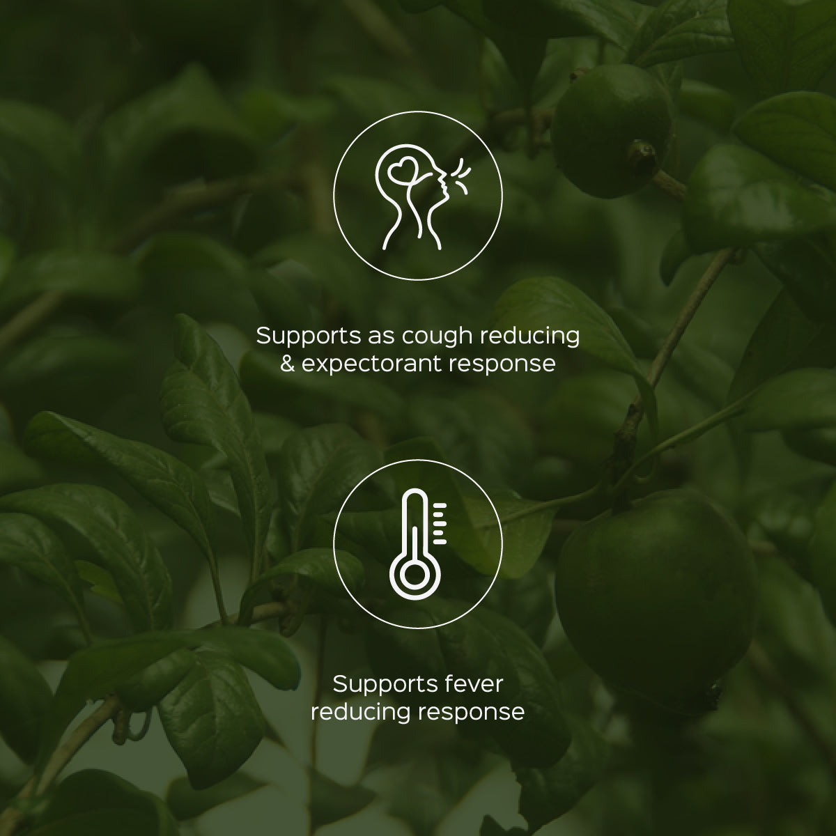 Madanphal Powder  Randia Dumetorum