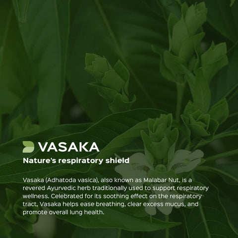 Vasaka / Vasa Leaves Powder  Adhatoda Vasaka